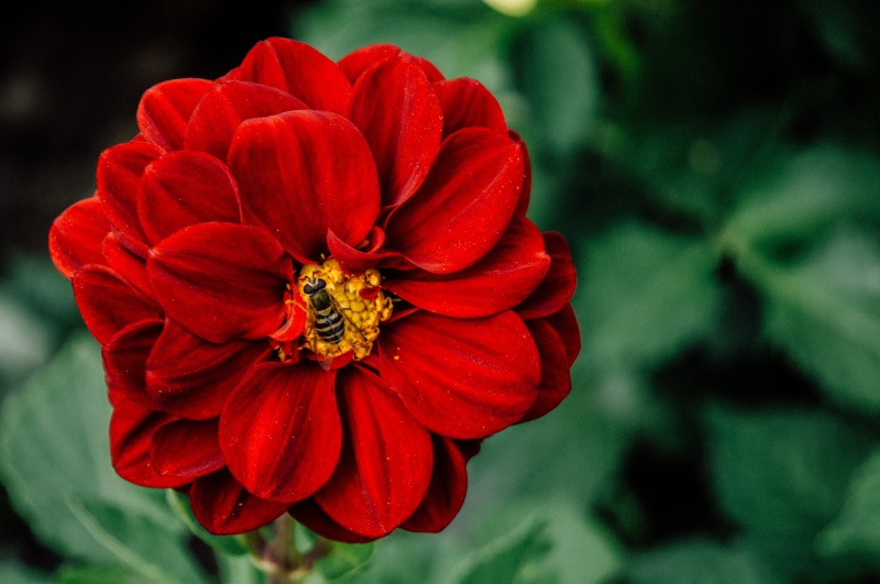 petal, focus on foreground, close-up, focus, vulnerability, sucking, outdoors, flower, bloom, flower head, blur, 4K, no people, growth, freshness, petaled