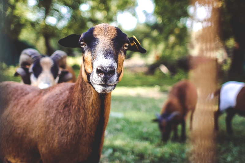 group of animals, rural Scene, nature, no people, animal, 2K, animal head, farm, livestock, day, pets, land, field, focus on foreground, plant, vertebrate