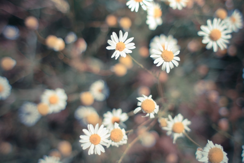 petal, white color, flowering plant, season, Retro, flowers, vintage, day, freshness, plant, grass, flower Head, 4K, Daisy, growth, inflorescence, close-up