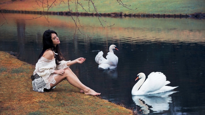 group of animals, bird, long hair, white tops, women, swan, lake, adult, 1080P, branch, vertebrate, duck, sitting, young women, animal, Aurela Skandaj