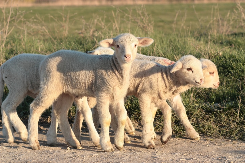 nature, sheep, animal, standing, pig, four, 4K, plant, lamb, vertebrate, play, no people, sunlight, white, focus on foreground, grass, lamps, domestic