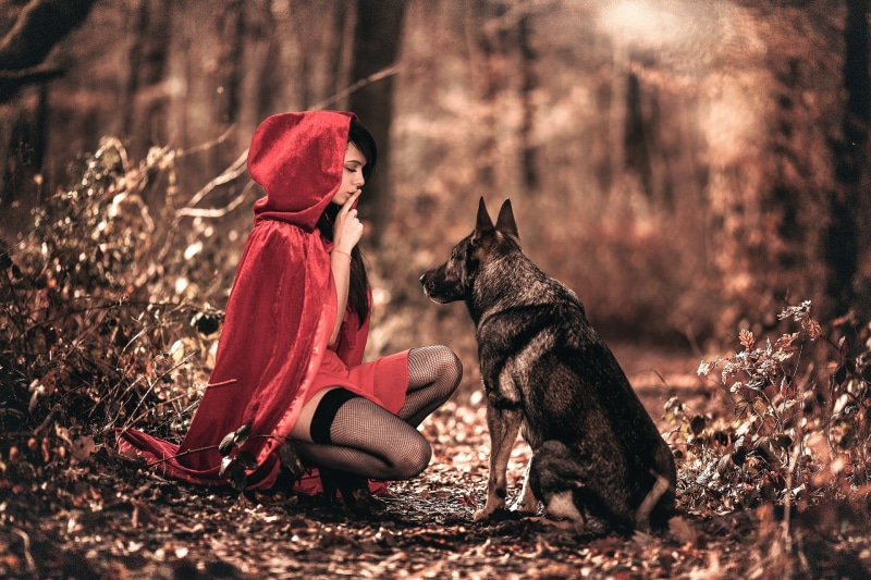 fishnet stockings, 1080P, wolf, dog, canine, red, land, costume, one person, hood, tree, warm clothing, pets, side view, sitting, domestic animals, finger on lips
