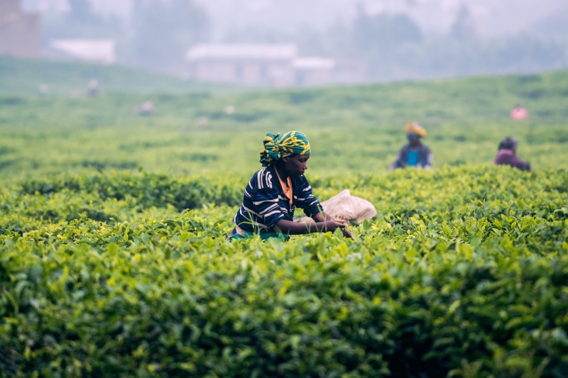 occupation, real people, rwanda, africa, tea plantation, farmer, landscape, candid, day, person, picking, grass, beauty in nature, work, plant, 5K, local