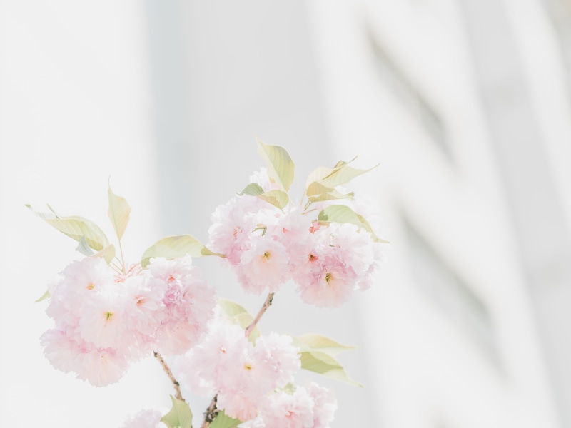 hd, bokeh, beauty in nature, indoors, minimal, light, fragility, day, flower, flower head, pink, leafe, tree, vulnerability, white color, pink color