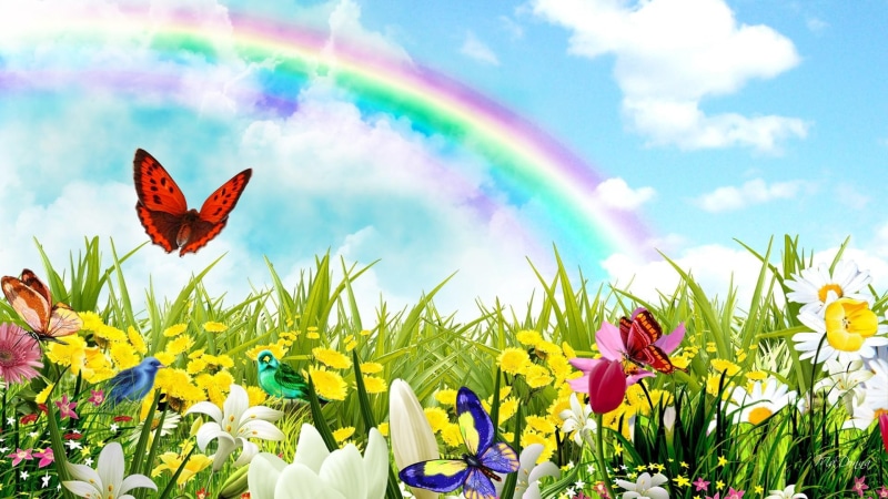 clouds, birds, nature and landscapes, surprises, rainbow, summer, butterflies, spring, field, 1080P, flowers