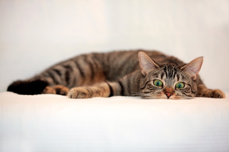 domestic Cat, looking, 1080P, striped, young Animal, furniture, domestic Animals, portrait, pets, animal, sleeping, white, whisker, paw, looking at camera