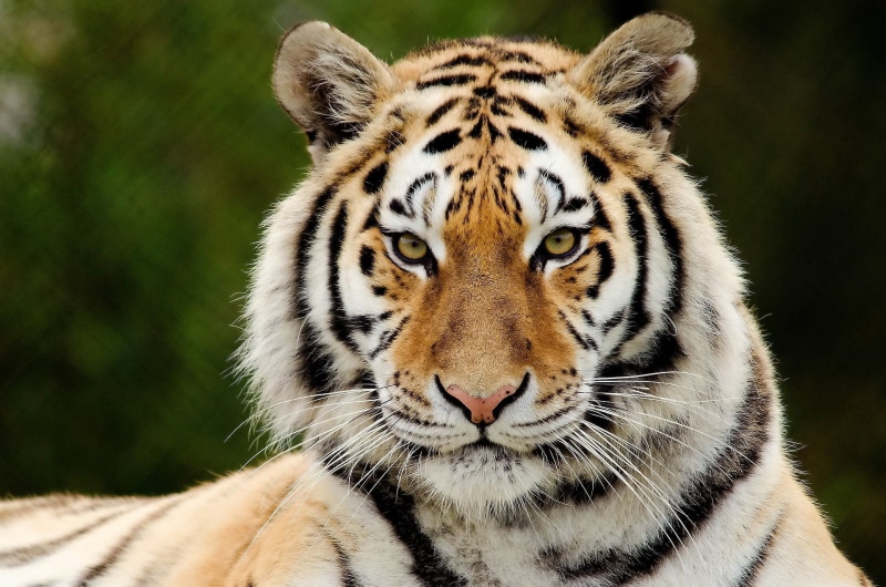 looking, danger, tiger, 1080P, feline, safari Animals, face, no people, portrait, focus on foreground, eyes, tigris River, predator, undomesticated Cat