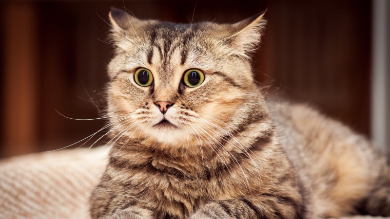 1080P, maine coon cat, closeup, eyes, nature, focus on foreground, one animal, no people, surprised, animal body part, animals, domestic animals, tabby