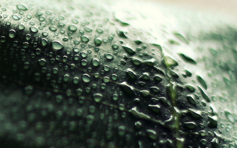 pattern, 700d, Wet, Leaf, Canon  eos, Montreal  Canada, Green  Blue, Light, drop, abstract, depthoffield, DSRL, Macro, Rebel, freshness, backgrounds, dew