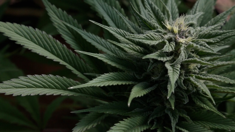 mary, jane, drugs, 420, 2K, weed, marijuana