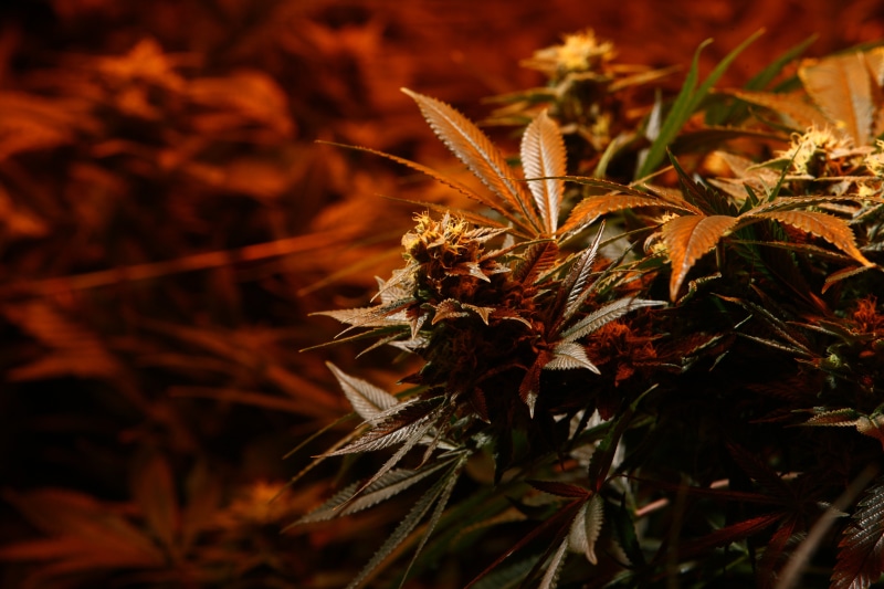jane, 420, 5K, marijuana, drugs, weed, mary