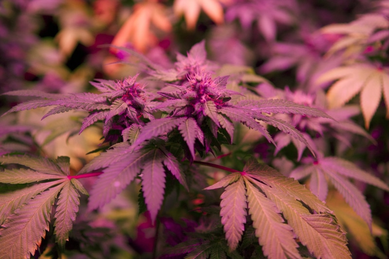 drugs, mary, jane, marijuana, 2K, 420, weed
