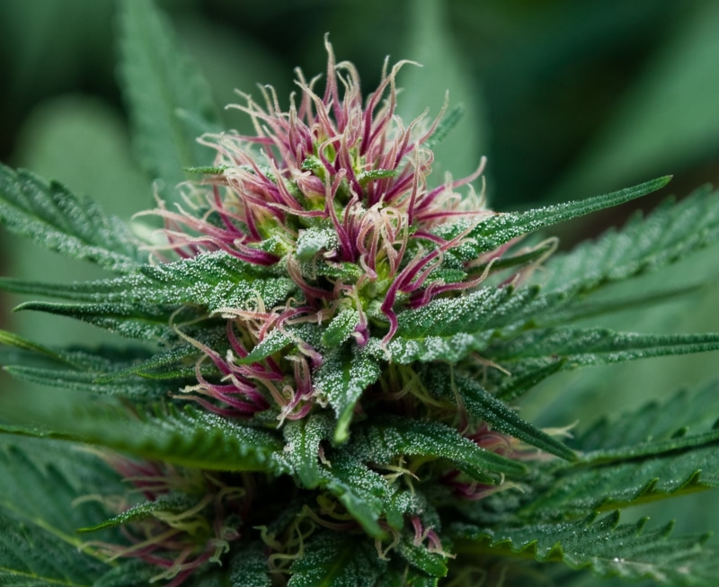 mary, 1080P, marijuana, 420, drugs, jane, weed