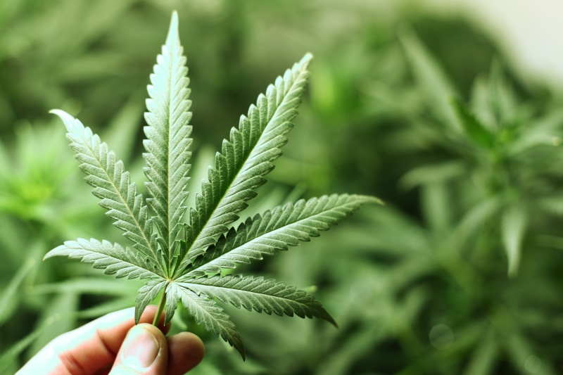 mary, jane, 4K, weed, 420, marijuana, drugs