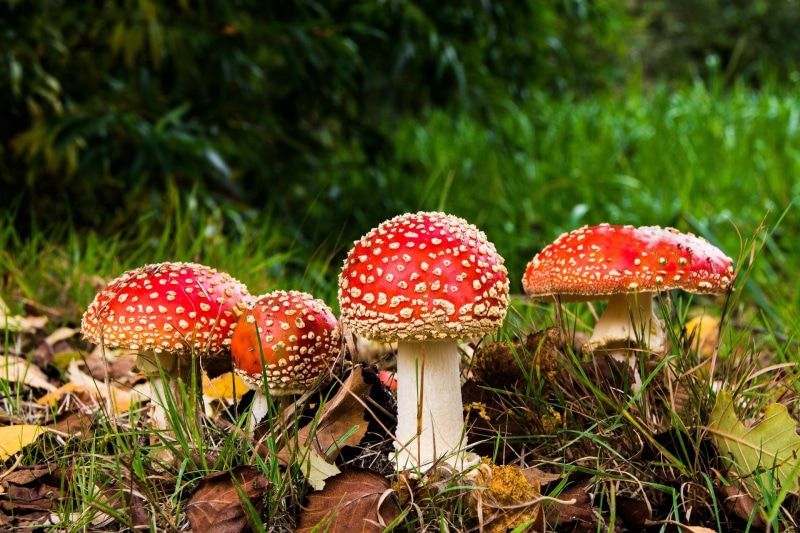 outdoors, poisonous, 1080P, close-up, red, no people, field, focus on foreground, fungus, nature, land, plant, beauty in nature, toadstool, day, surface level