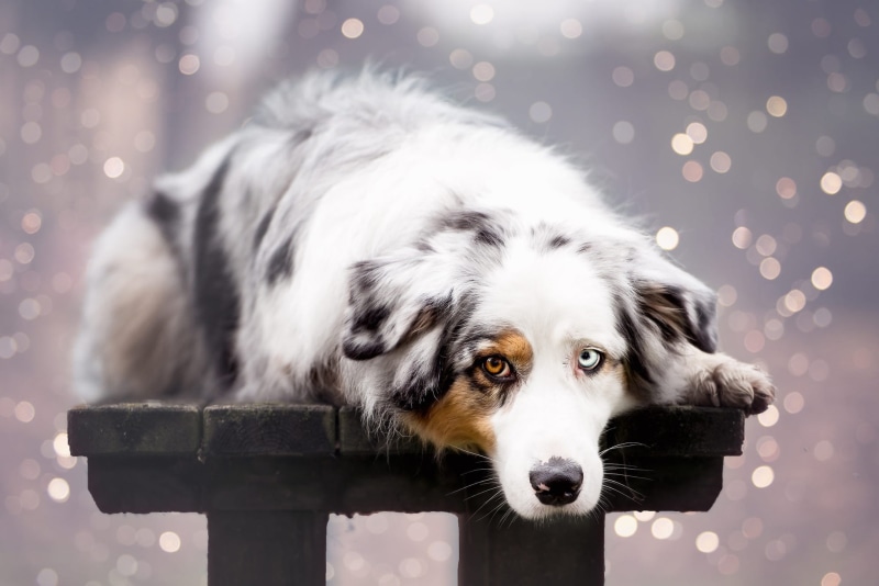 face, Australian shepherd, Board, 1080P, different eyes, beauty, lies, portrait, spotted, bench, bokeh, photoart, dog, look, shop, background, pose, grey