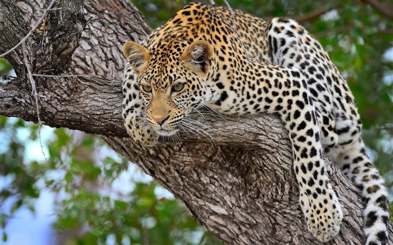 no people, plant, outdoors, black, large, animal wildlife, big Cat, majestic, camouflage, brown, leopard, african Leopard, animal themes, whisker, tree