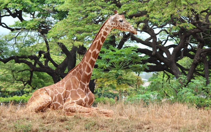 lovely, beautiful, animals, trees, spots, giraffe, tall, animal, grass, 2K