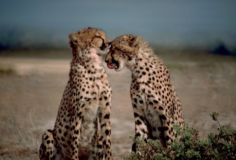 cheetah, majestic, undomesticated Cat, safari, wildlife, two, masai Mara National Reserve, 1080P, focus on foreground, carnivore, steppe, endangered Species