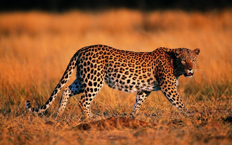 wilderness Area, selective focus, african Culture, mammal, lying Down, cat, 720P, east Africa, one animal, safari Animals, endangered Species, brown, beauty In Nature