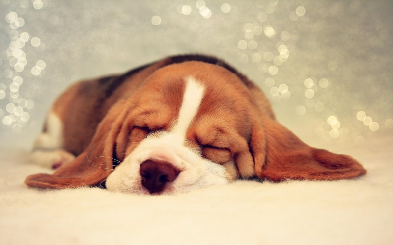 looking, mammal, domestic, coated, animal head, 1080P, beautiful, lying down, selective focus, face, purebred Dog, brown, spotted, eyes closed, innocence