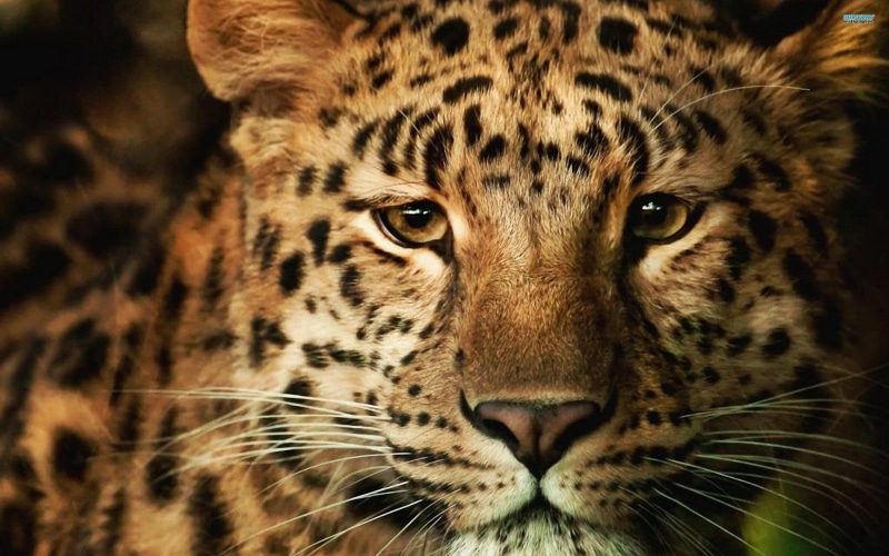 gentle, beautiful, animal, 2K, spotted, photo, leopard, cheetah, animals