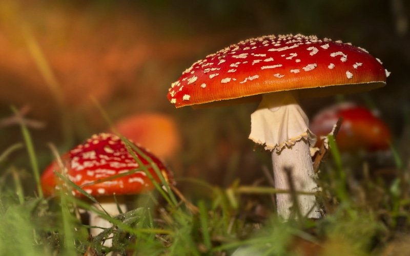 poisonous, food, mushrooms, two, nature, beauty in nature, fungus, fly agaric mushroom, orange, selective focus, mushroom, macro, spotted, close-up, red