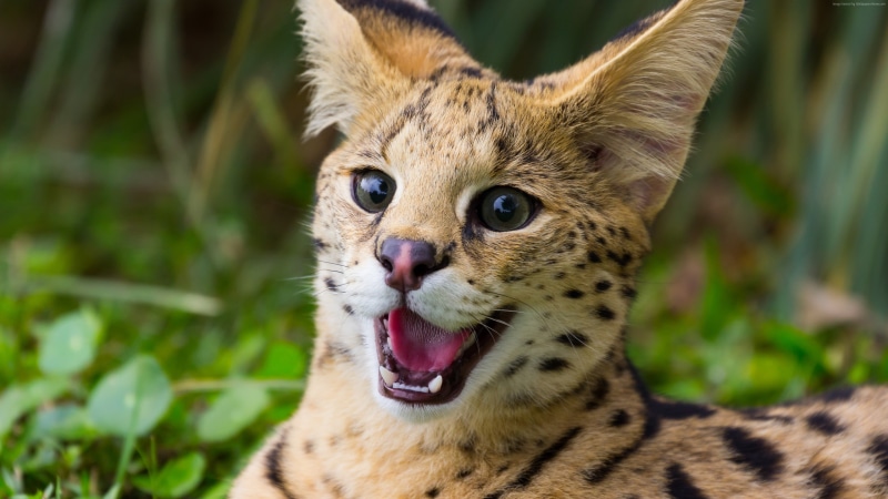 animal body part, animals, bobcat, nature, spotted, animals Hunting, animal tongue, grass, staring, photography, outdoors, animals In The Wild, cheetah