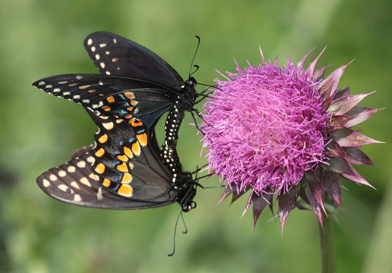 butterfly, multi Colored, beauty In Nature, mating, 4K, animal, pink, photography, close-up, north carolina, blue, nature, papilio polyxenes, plant, insect