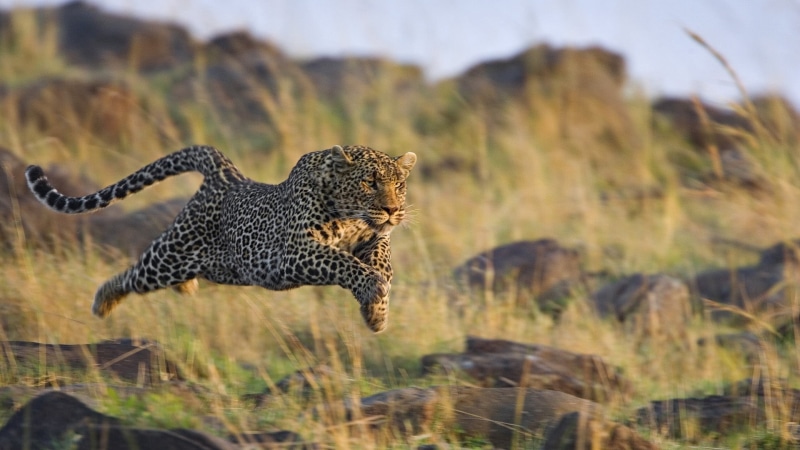 brown, survival, animals In The Wild, animals And Pets, animals Hunting, focus on foreground, mammal, africa, feline, no People, hunting, 1080P, uncultivated
