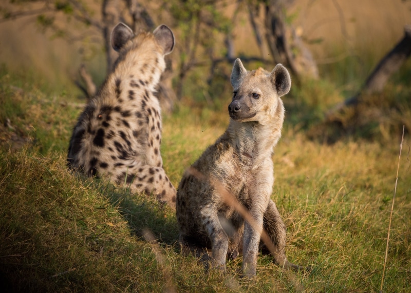 predators, green Color, two, wildlife Reserve, spotted, animal, carnivore, serengeti National Park, kenya, hyena, day, looking, hyenas, savannah, animal wildlife