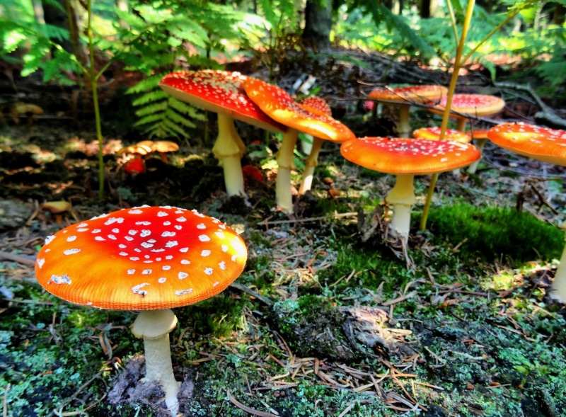 no people, moss, nature, toadstool, field, food, outdoors, fly agaric mushroom, freshness, day, close-up, vegetable, poisonous, land, beauty in nature