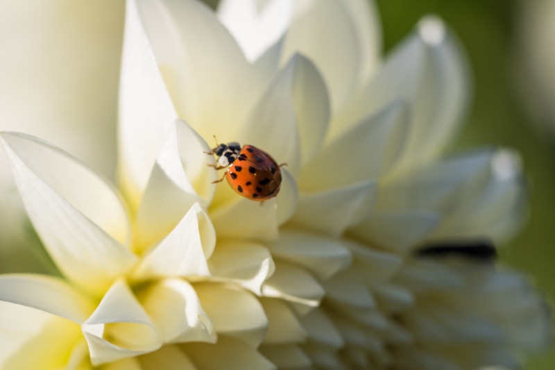 leaf, country, f/2, summer, 5K, state, animal, bug, geo, insect, Botaniska trädgården, exif, close-up, 760d, iso_speed, city, Lady Bug, ladybug, dahlia