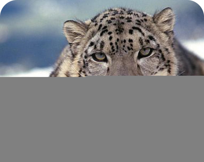 1080P, animals, spotted, leopard, snow, beauty