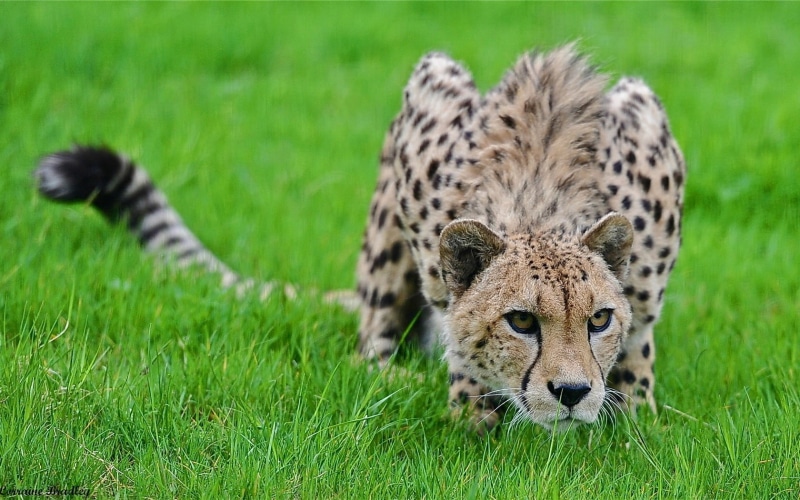 nature Reserve, pose, undomesticated Cat, no People, national Park, beauty In Nature, safari, wilderness Area, animals Hunting, looking, plant, african Cheetah
