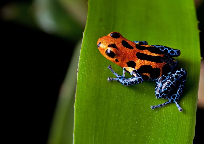 day, animal wildlife, animal markings, butterfly - insect, poison dart frog, green color, animals in the wild, animal themes, insect, Animal, focus on foreground