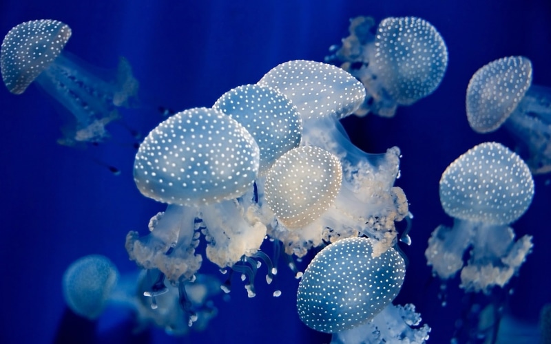 underwater, 1080P, group of animals, animal, jellyfish, marine, sea life, beauty in nature, sea, blue background, no people, undersea, animals, invertebrate
