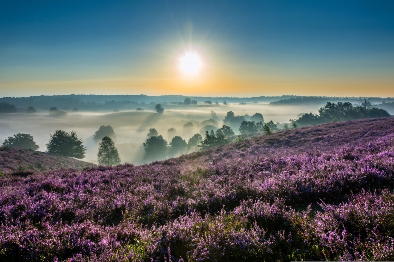 sunrise, Gelderland, fog, National Park De Hoge Veluwe, Netherlands, morning, Heather, Hoge Veluwe National Park, 5K, dawn