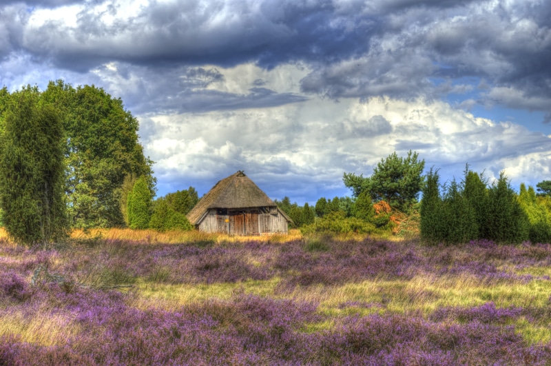 schneverdingen, no people, cottage, cloud - sky, tree, field, landscape, built structure, environment, wilsede, 5K, day, beauty in nature, lüneburg heath