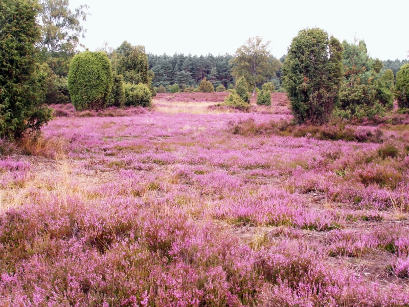 beauty in nature, forest, pink color, environment, plant, no people, near, growth, lüneburg, outdoors, landscape, heide, field, tranquility, tree, heather