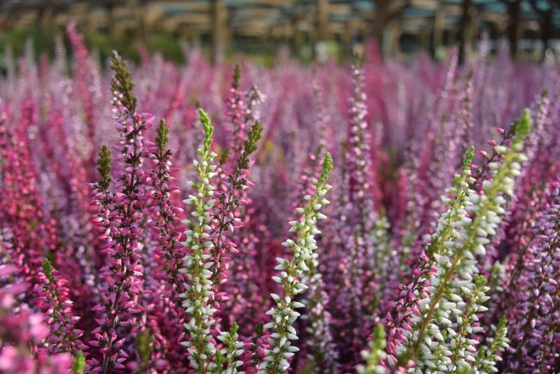 4K, nature, flowering plant, growth, selective focus, flower head, heathers, lavender colored, springtime, purple, swamp, land, calluna, no people, heather pink