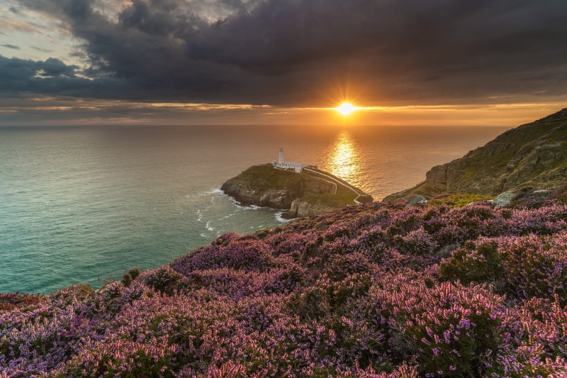 sunset, landscape, south, Ynys Lawd, Beam, heather, nature, coastline, stack, lighthouse, South Stack, view, cloud, seascape, Wales Coast Path, sunburst