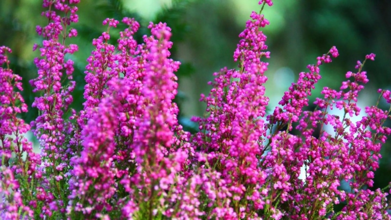 1080P, colorful, nature and landscapes, heather, flowers, nature, beautiful
