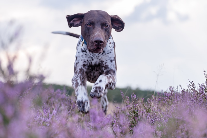 5K, German shorthaired pointer, shorthaired pointer, meadow, walk, German pointer, dog, running, Heather