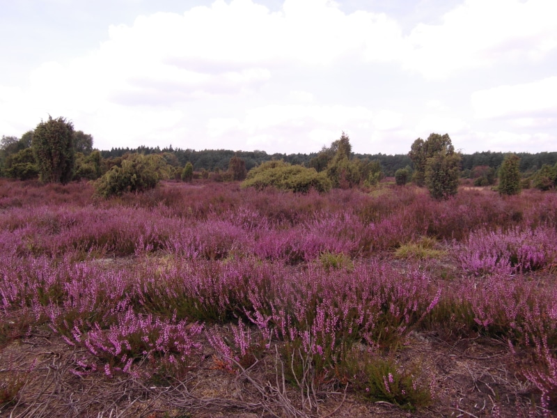4K, scenics - nature, wide, no people, field, nature, lavender, cloud - sky, grass, sky, lüneburg, beauty in nature, lavender colored, pink, flower, heather