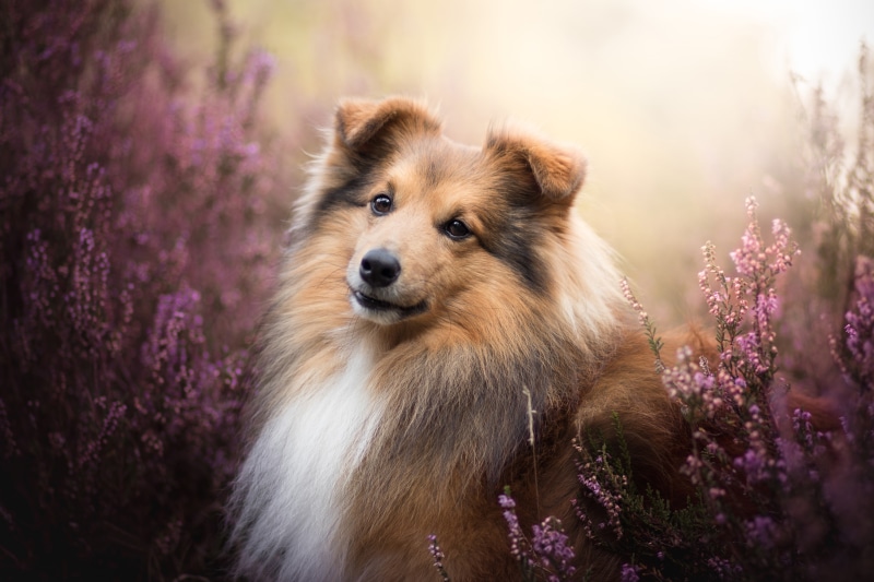 face, dog, 5K, Sheltie, look, portrait, Heather, Shetland Sheepdog