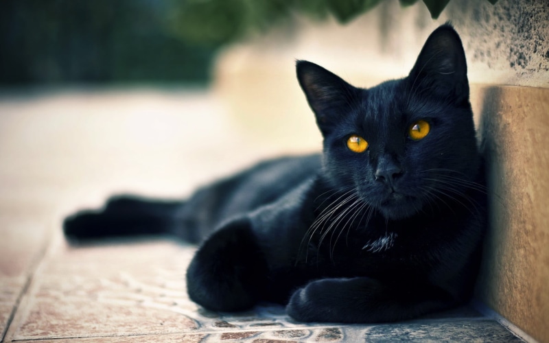 vertebrate, domestic cat, hazel eyes, animal eye, domestic animals, black, cat, domestic, portrait, relaxation, mammal, close-up, no people, yellow eyes