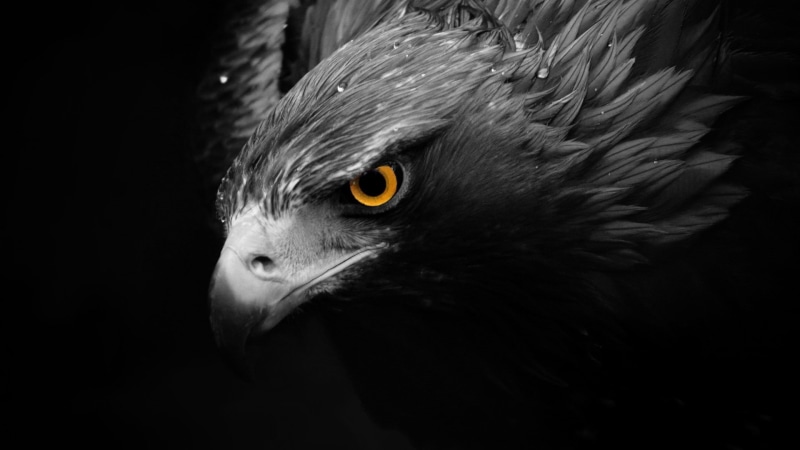 hawk (animal), selective coloring, 1080P, birds, animals