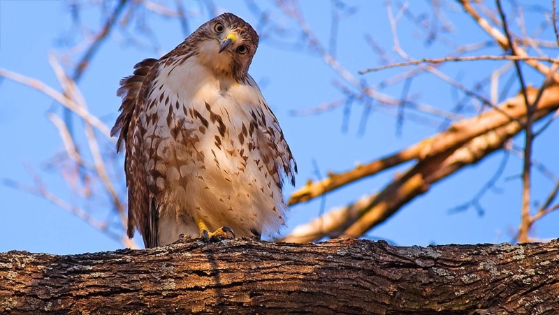 sky, hawk (animal), eagle, animal, branch, brown, outdoors, white, perching, birds, focus on foreground, no people, sunlight, day, tree, vertebrate, nature