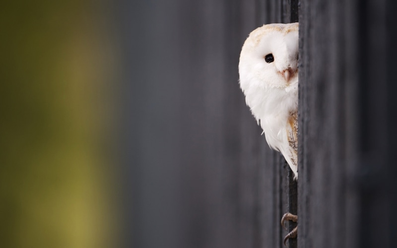 owl, barn, bird, hd, macro, white, animals, 1080P